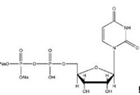 4）尿苷-5'-二磷酸二钠 UDP-Na2