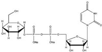 尿苷-5'-二磷酸葡萄糖二钠盐 UDP-G